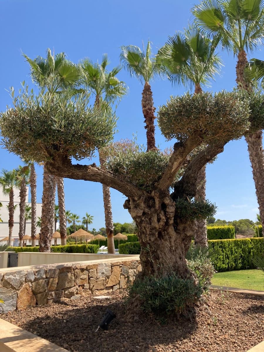 2 bedroom Apartment for sale in Las Colinas Golf with pool garage - € 349,000 (Ref: 9847873)