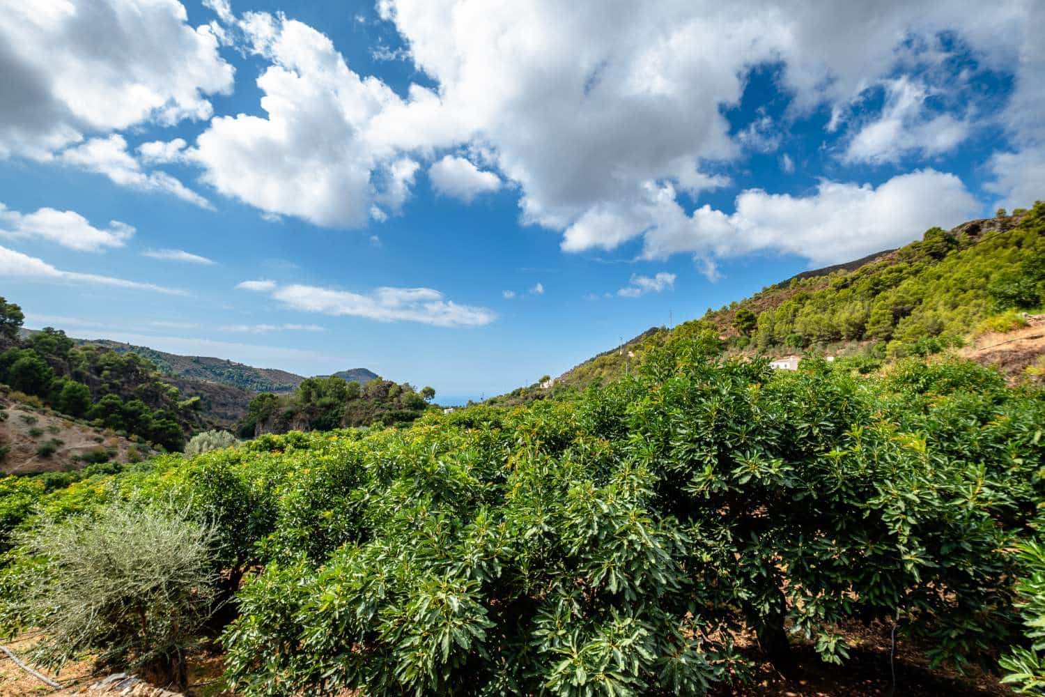 1 Zimmer Finca/Landgut zu verkaufen in Nerja - 415.000 € (Ref: 10101868)