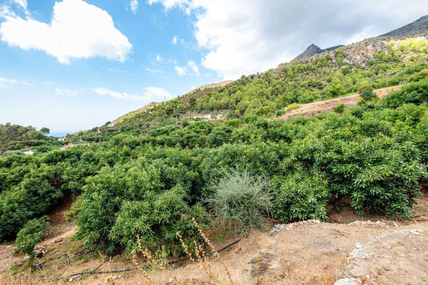 1 Zimmer Finca/Landgut zu verkaufen in Nerja - 415.000 € (Ref: 10101868)