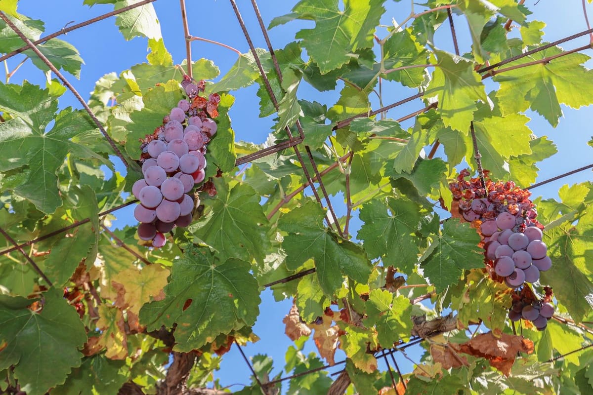 3 camera da letto Villa in vendita in Guaro con piscina garage - 540.000 € (Rif: 7033063)