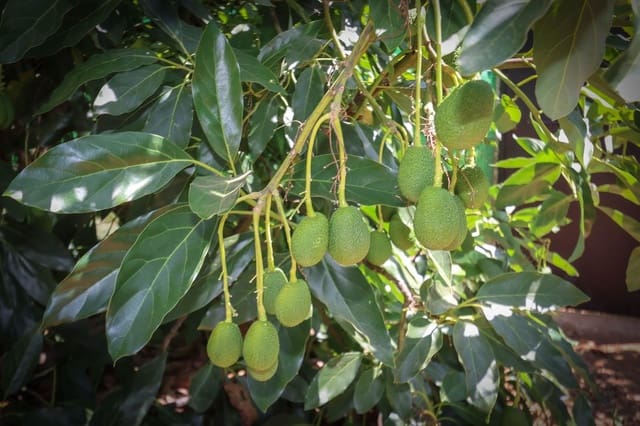 1 soveværelse Erhverv til salg i Monda med garage - € 545.000 (Ref: 9113383)