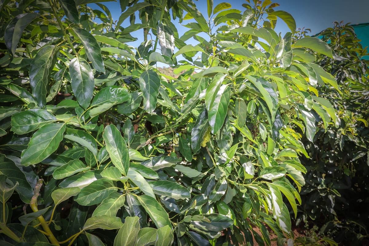 1 soverom Kommersiell til salgs i Monda med garasje - € 545 000 (Ref: 9113383)