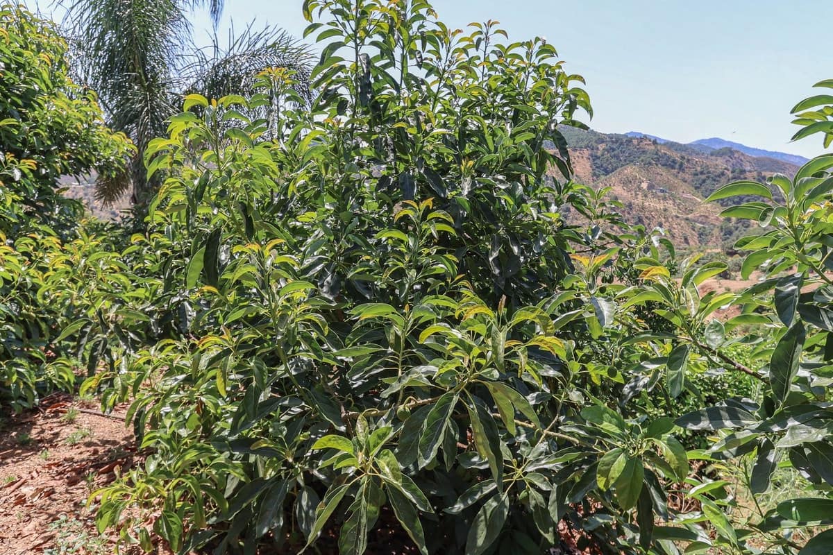 1 soverom Kommersiell til salgs i Monda med garasje - € 545 000 (Ref: 9113383)