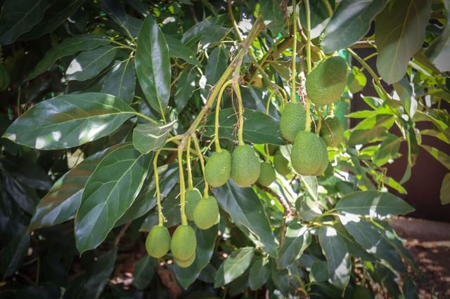 1 makuuhuone Kaupallinen myytävänä paikassa Monda mukana 
autotalli - 545 000 € (Ref: 9113383)