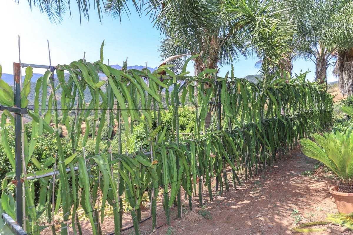 1 camera da letto Commerciale in vendita in Monda con garage - 545.000 € (Rif: 9113383)