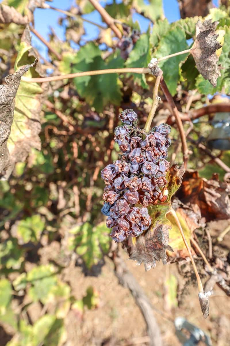 5 bedroom Villa for sale in Coin with pool garage - € 678,000 (Ref: 9401792)