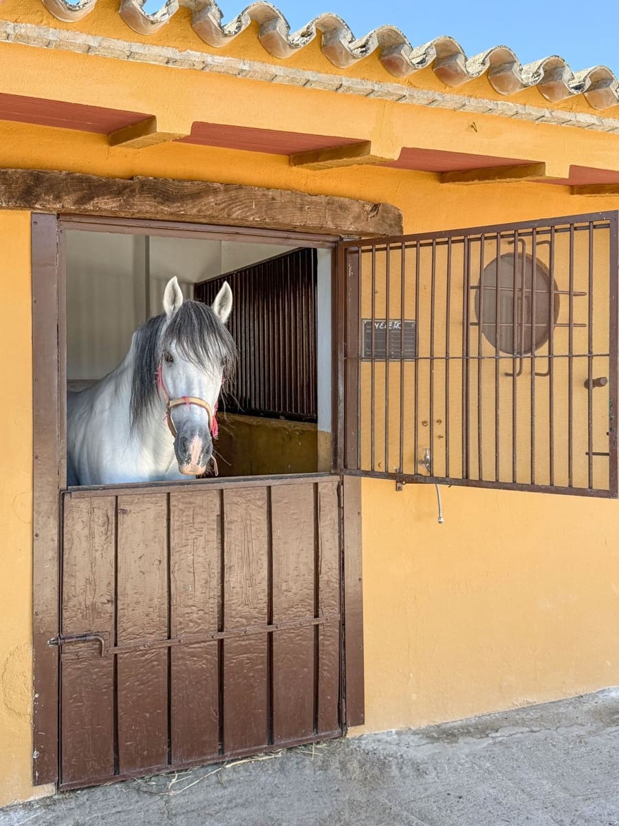 5 soverom Kommersiell til salgs i Moron de la Frontera med svømmebasseng - € 795 000 (Ref: 9410322)