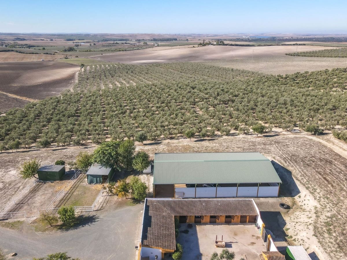 5 bedroom Commercial for sale in Moron de la Frontera with pool - € 699,000 (Ref: 9410322)