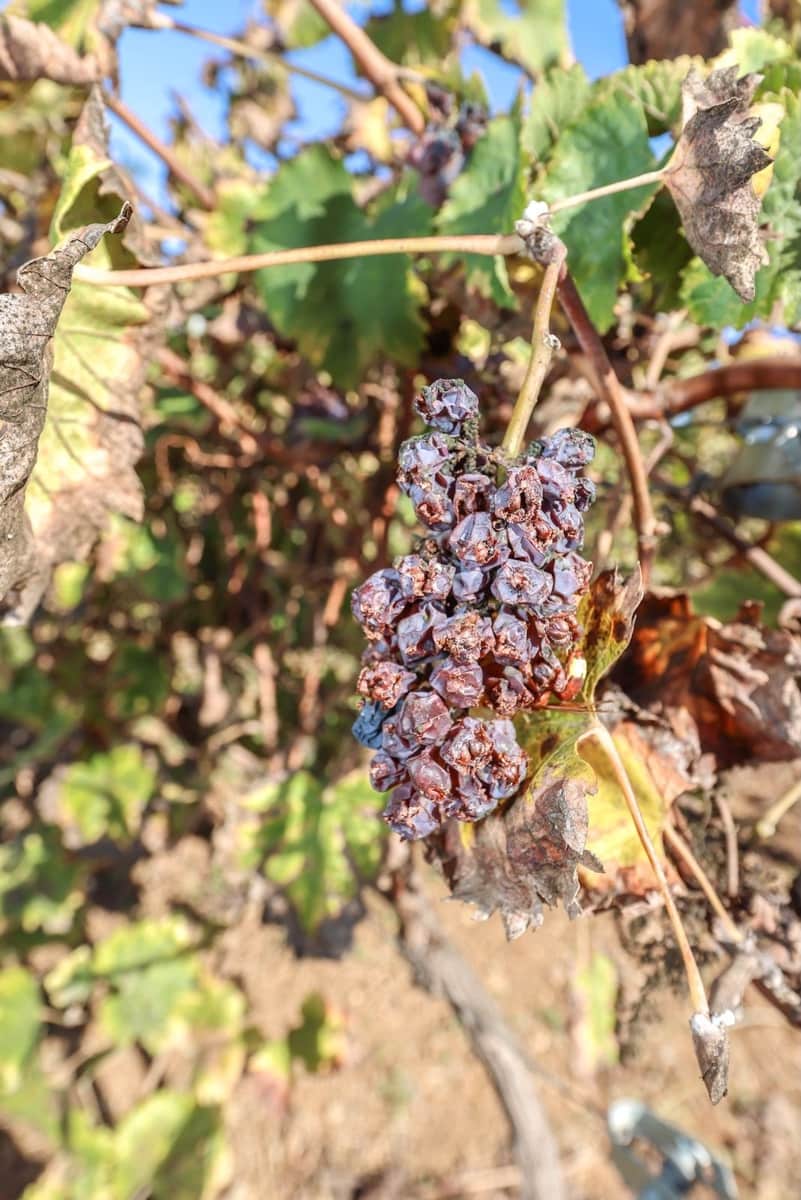 Chalet de 5 habitaciones en Coín en venta con piscina garaje - 695.000 € (Ref: 9587988)