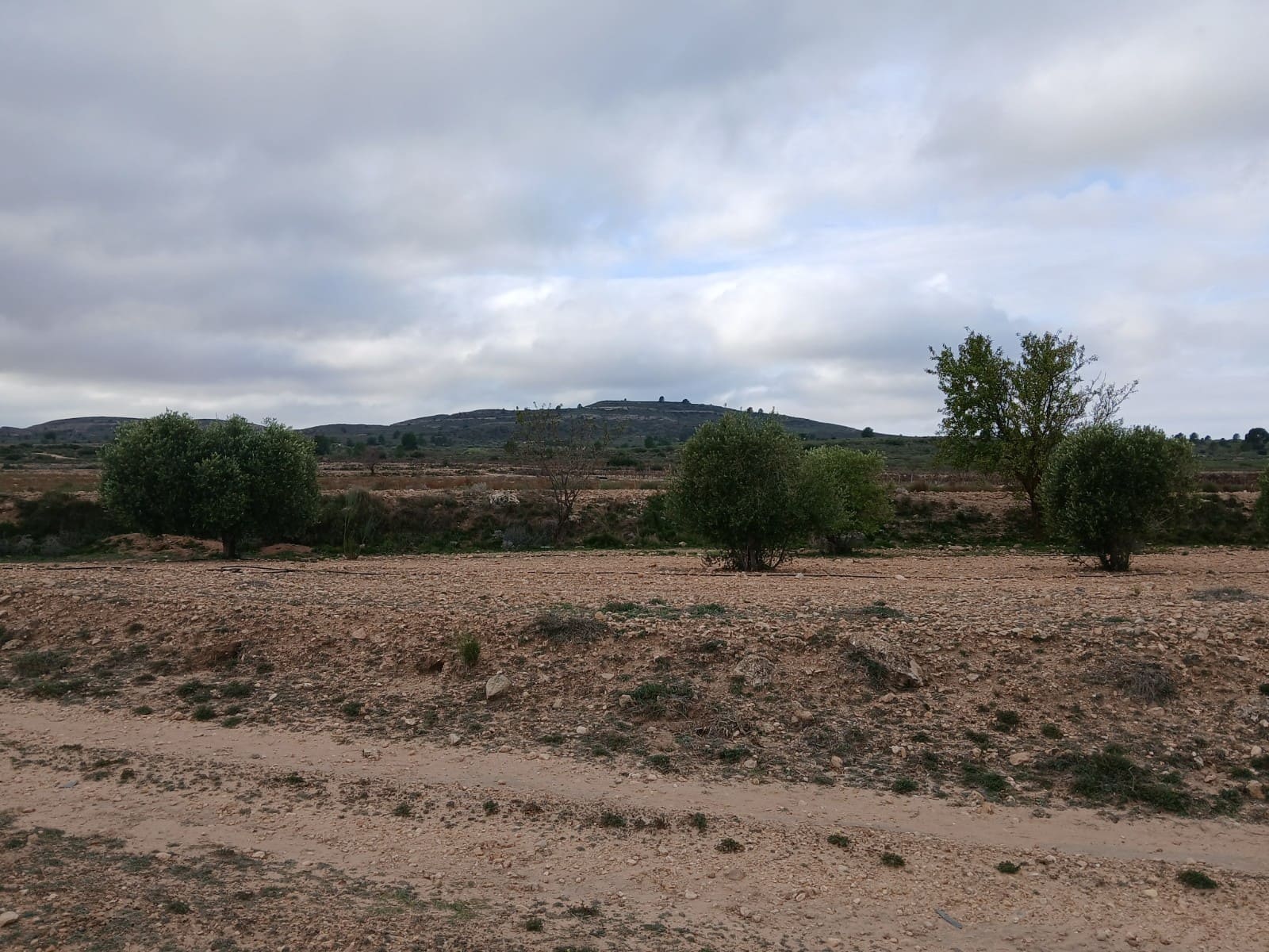 Terre non Aménagée à vendre à Yecla - 13 000 € (Ref: 10177603)
