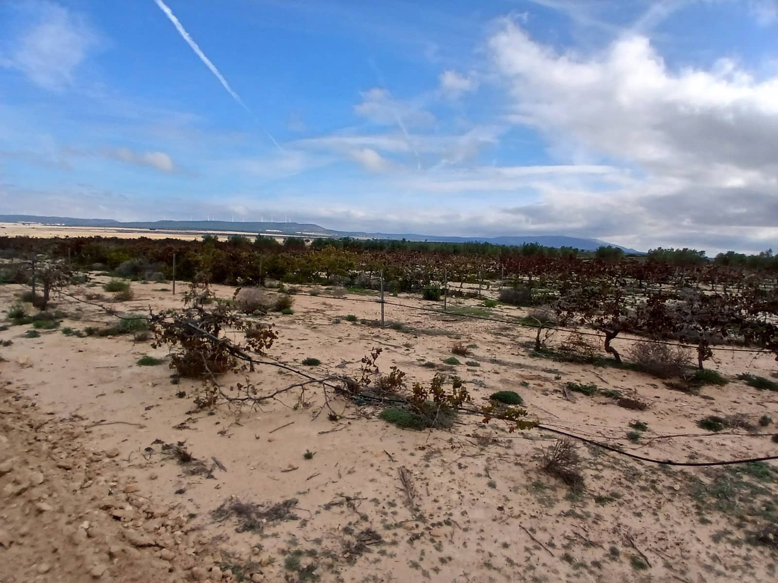 Terre non Aménagée à vendre à Yecla - 13 000 € (Ref: 10177603)