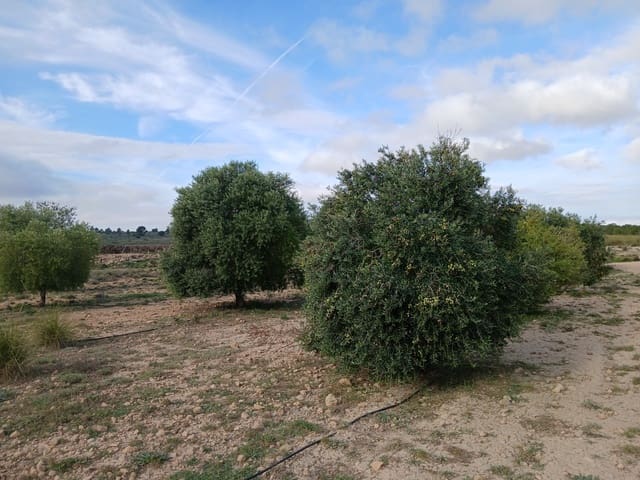 Terre non Aménagée à vendre à Yecla - 13 000 € (Ref: 10177603)