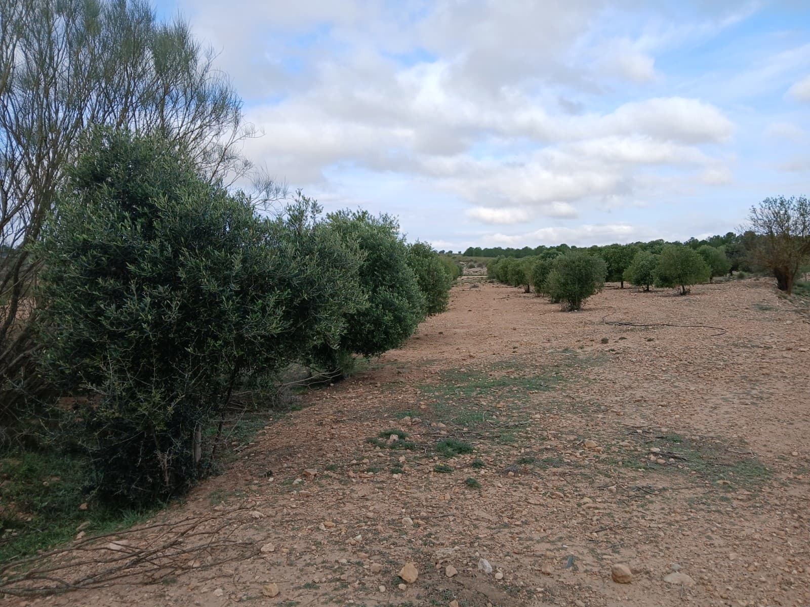 Terre non Aménagée à vendre à Yecla - 13 000 € (Ref: 10177603)