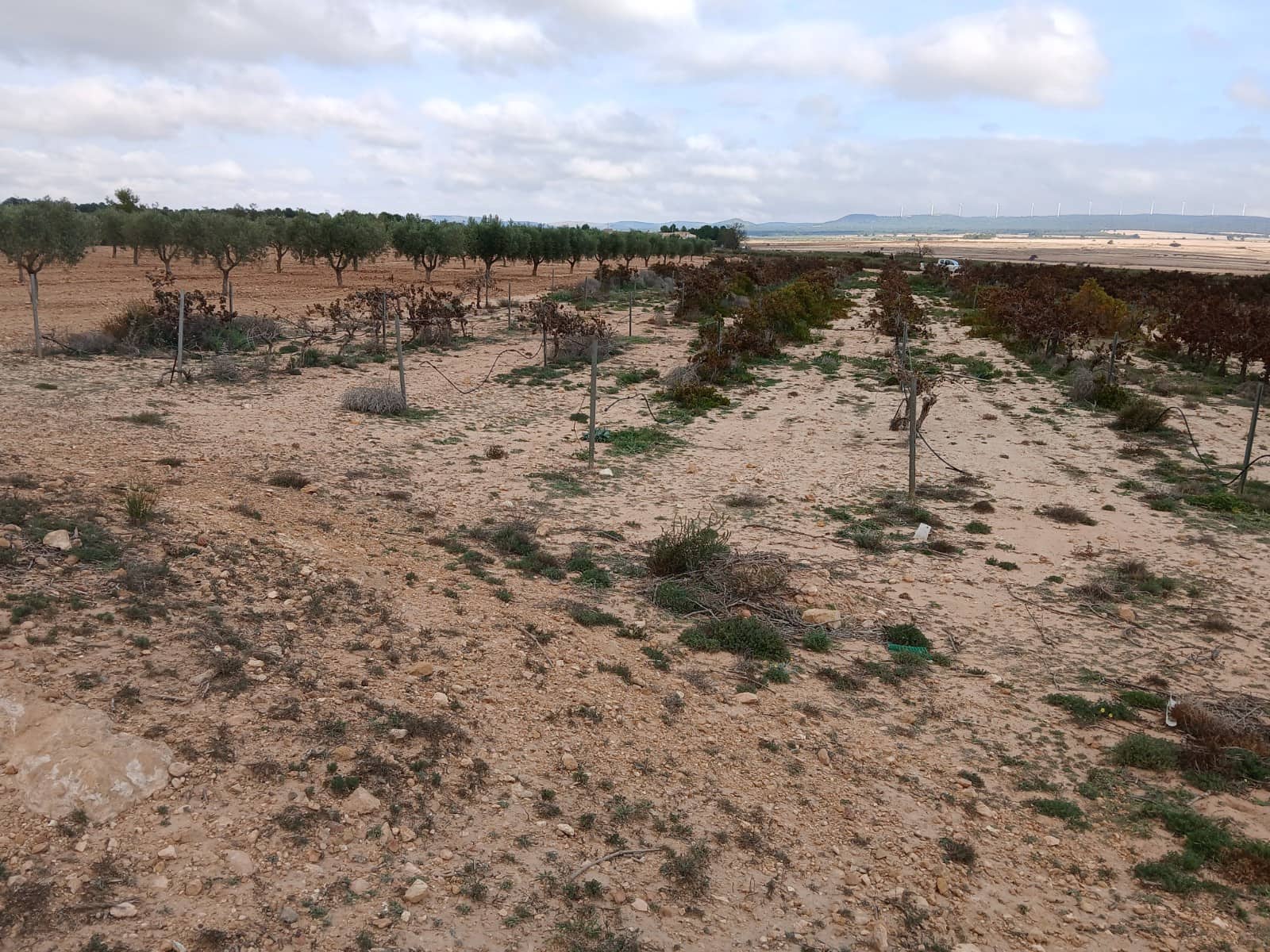 Terre non Aménagée à vendre à Yecla - 13 000 € (Ref: 10177603)