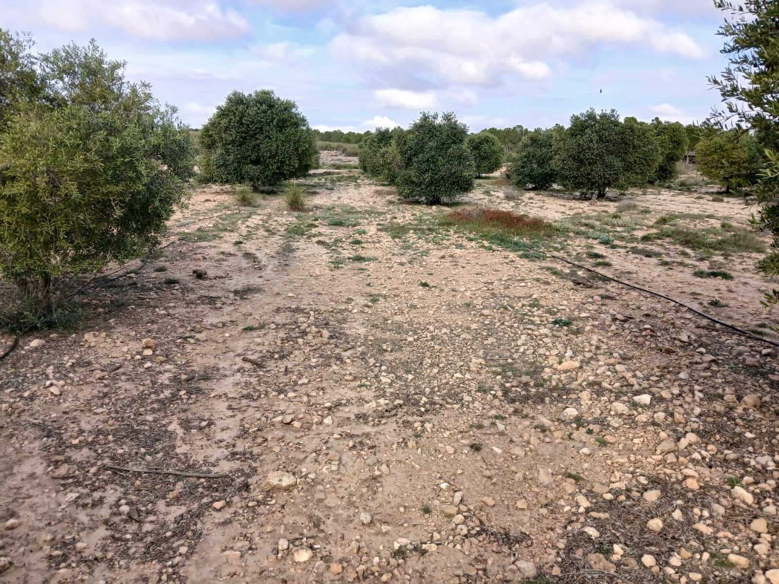 Terre non Aménagée à vendre à Yecla - 13 000 € (Ref: 10177603)