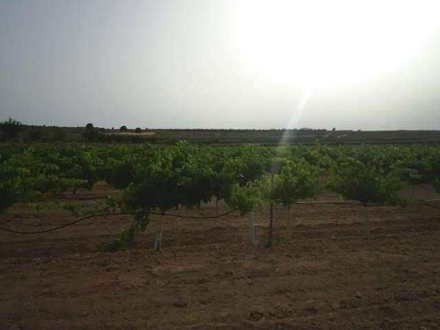 Grond te koop in Yecla - € 570.000 (Ref: 10177604)