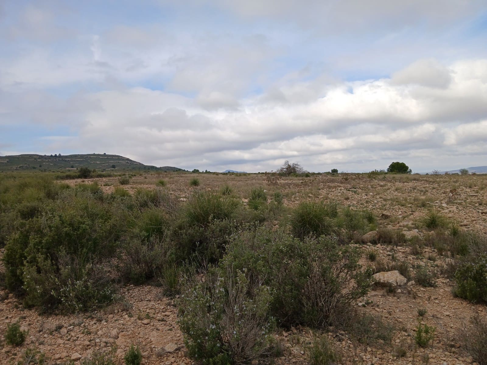 Grond te koop in Yecla - € 570.000 (Ref: 10177604)