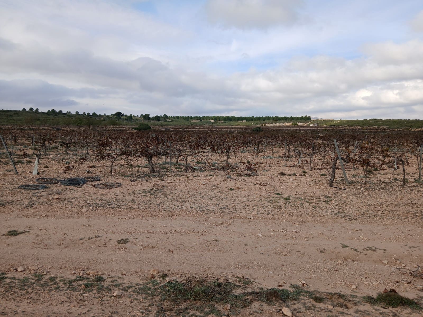 Grond te koop in Yecla - € 570.000 (Ref: 10177604)