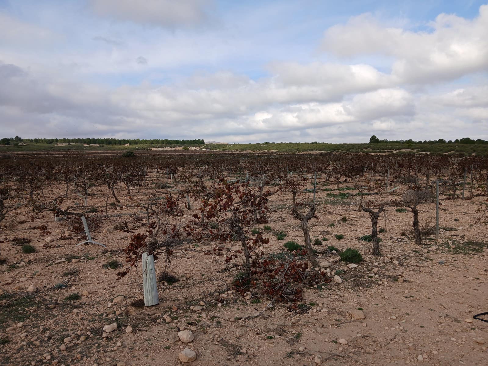 Grond te koop in Yecla - € 570.000 (Ref: 10177604)