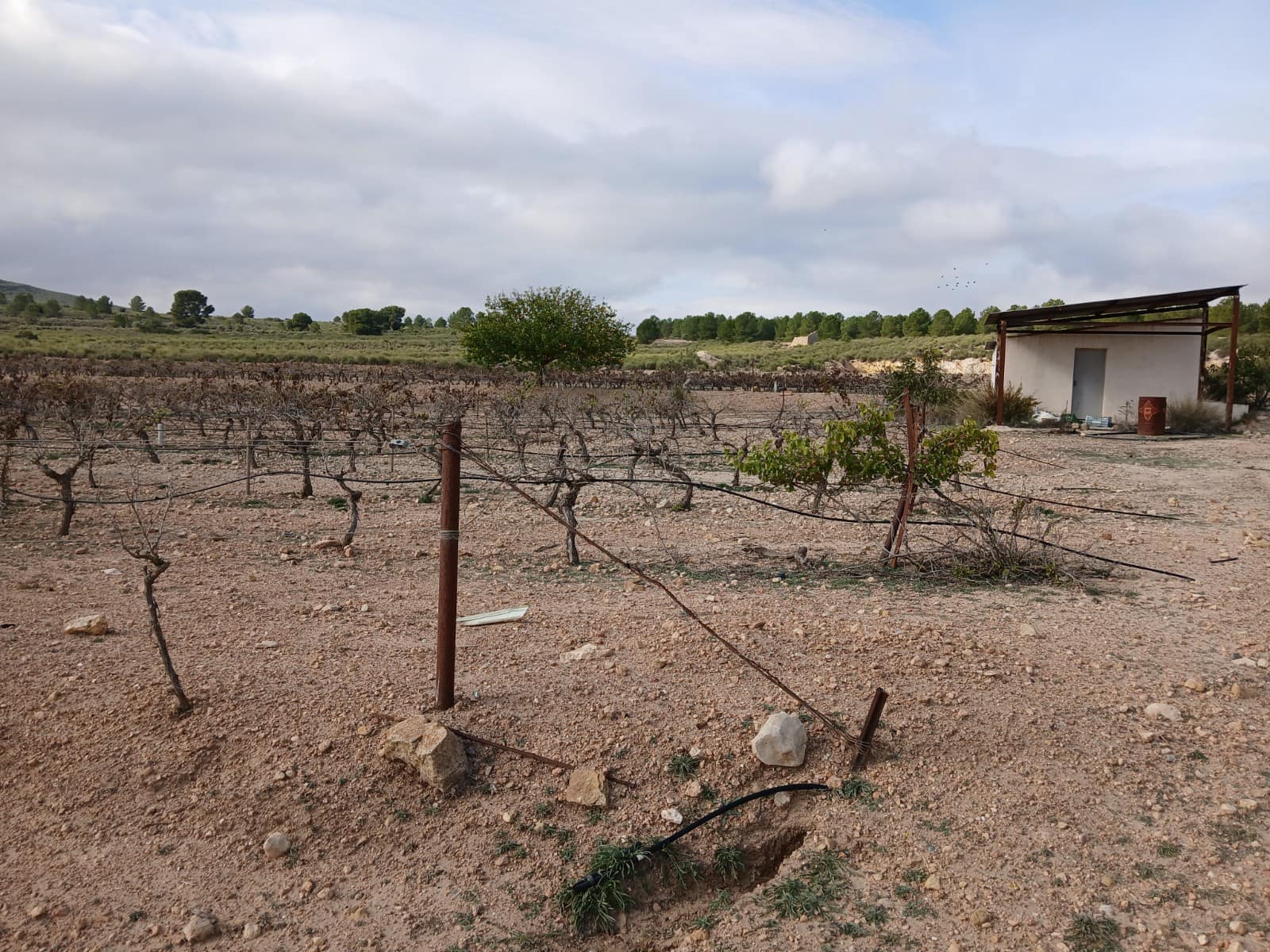 Grond te koop in Yecla - € 570.000 (Ref: 10177604)