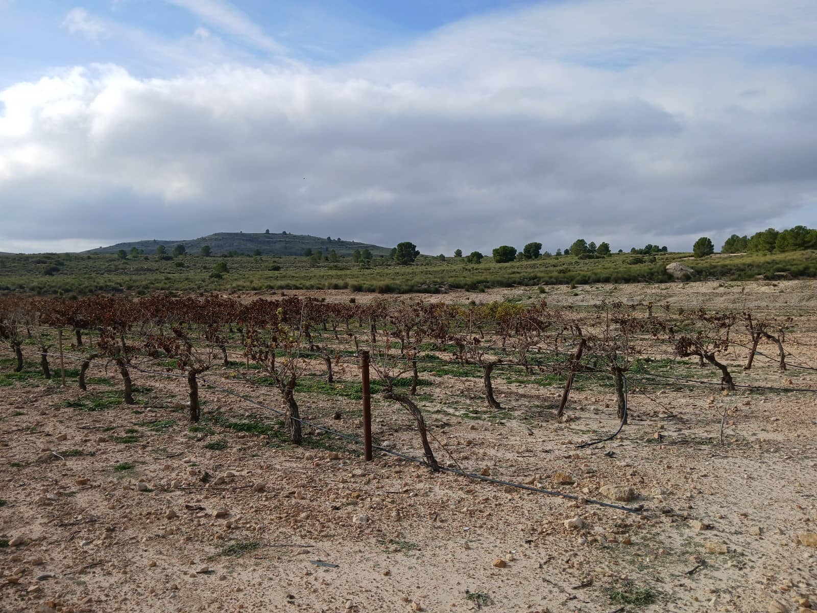 Grond te koop in Yecla - € 570.000 (Ref: 10177604)