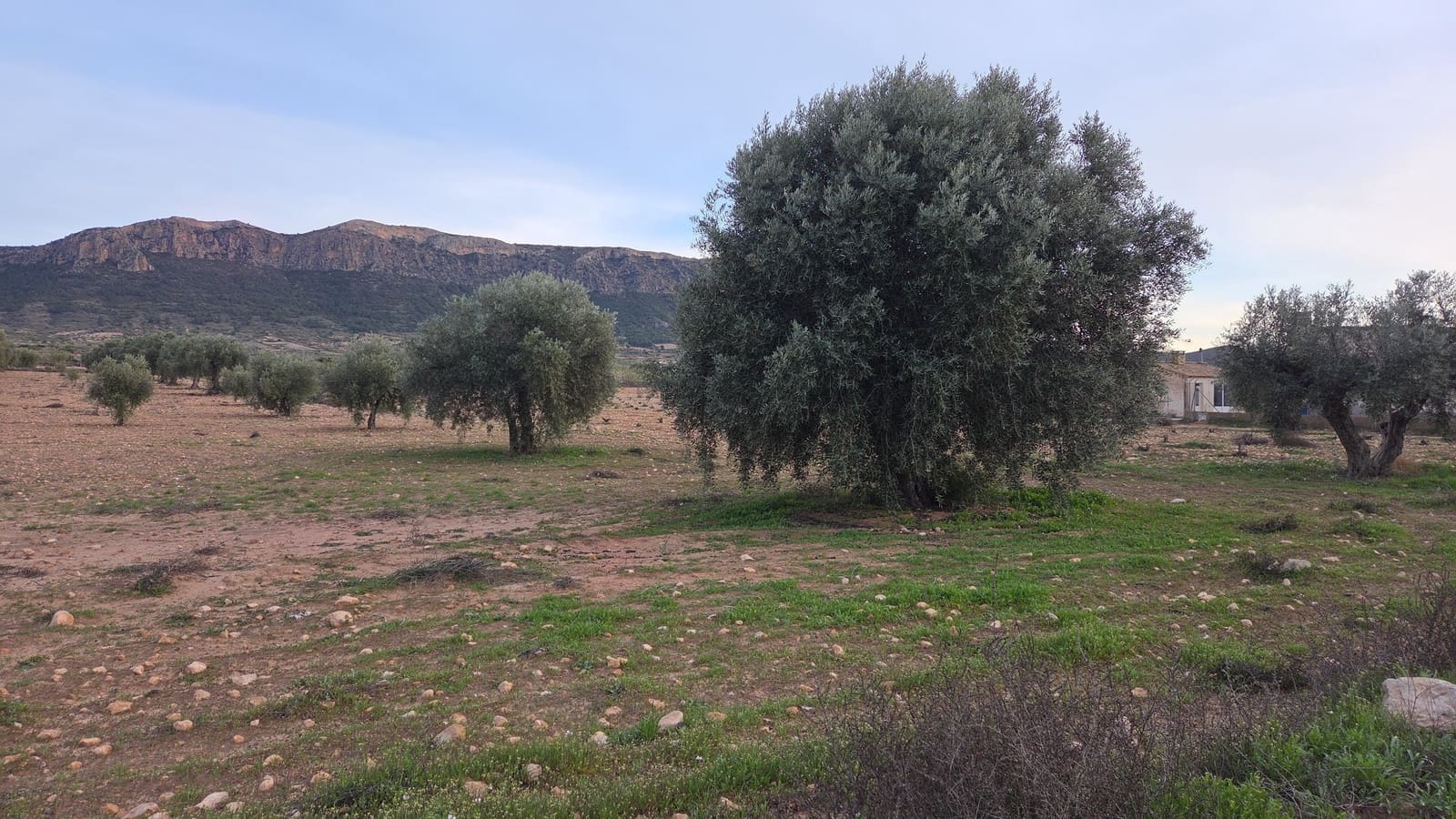 Ubebygd land til salgs i Jumilla - € 20 000 (Ref: 10177611)