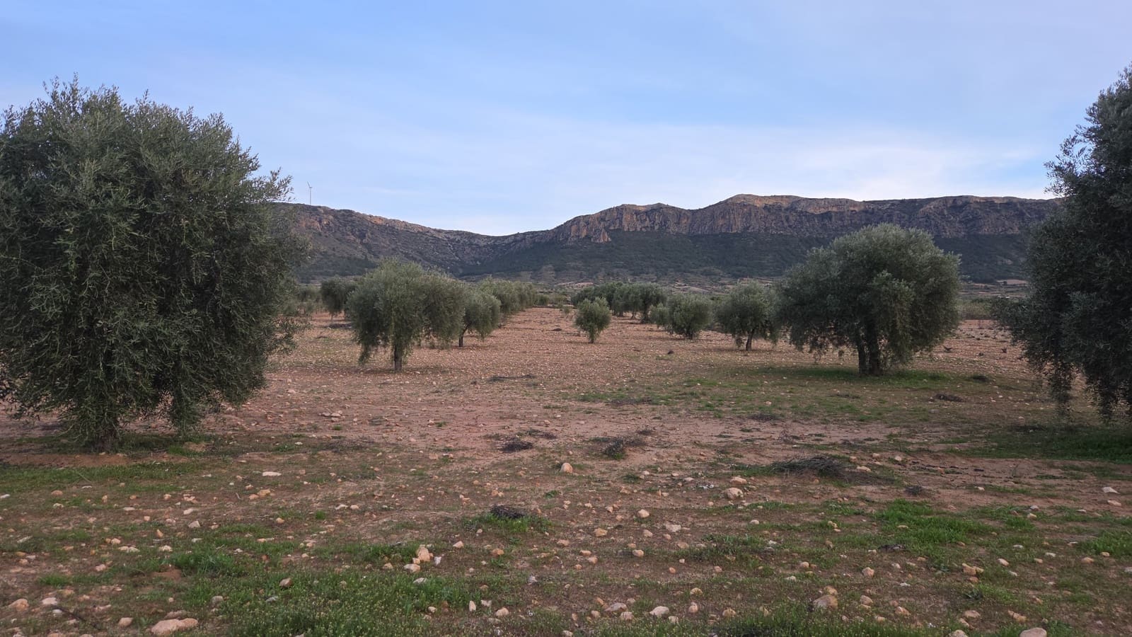 Ubebygd land til salgs i Jumilla - € 20 000 (Ref: 10177611)