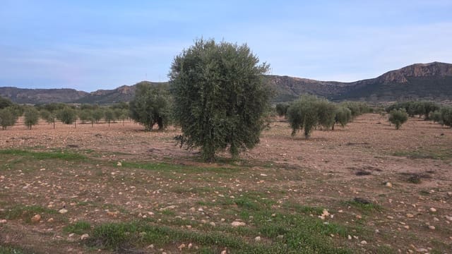 Grond te koop in Jumilla - € 20.000 (Ref: 10177611)