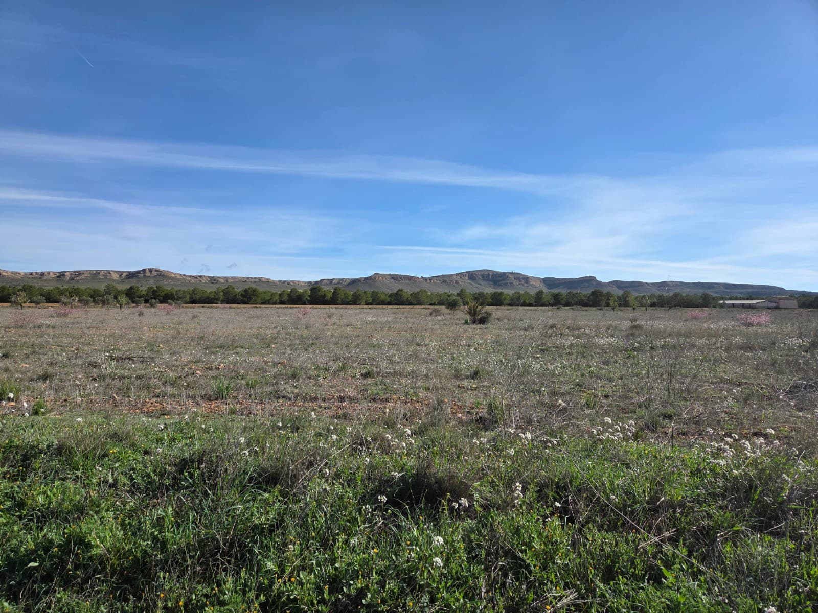 Terre non Aménagée à vendre à Yecla - 40 000 € (Ref: 10177613)