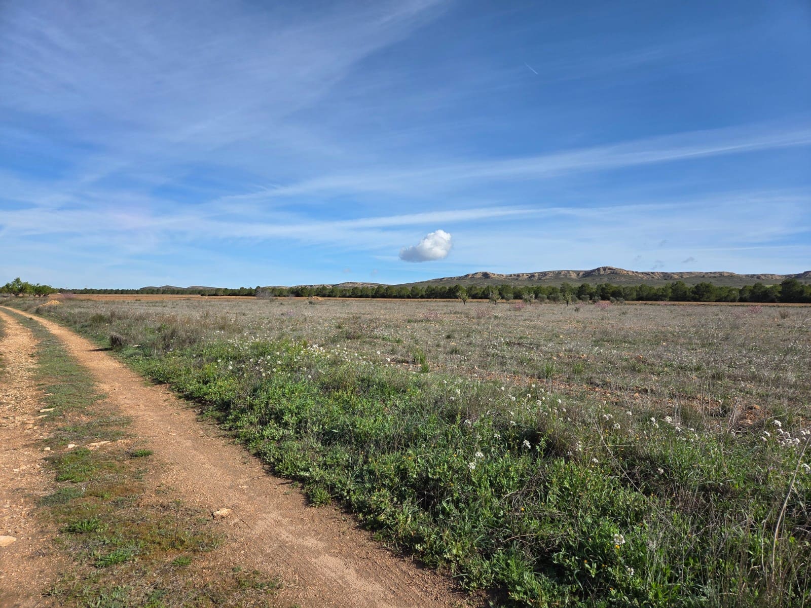 Terre non Aménagée à vendre à Yecla - 40 000 € (Ref: 10177613)