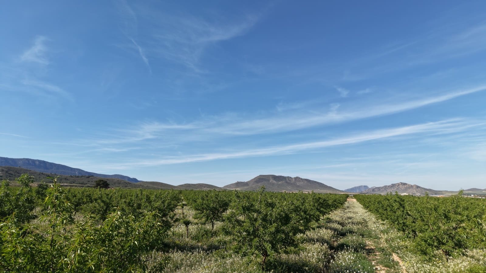 Terre non Aménagée à vendre à Yecla - 50 000 € (Ref: 10177615)