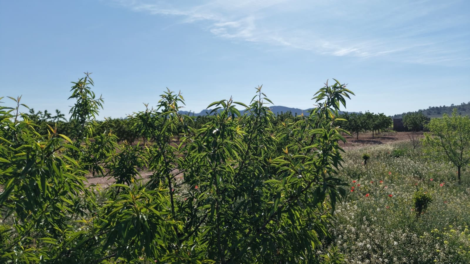 Terre non Aménagée à vendre à Yecla - 50 000 € (Ref: 10177615)