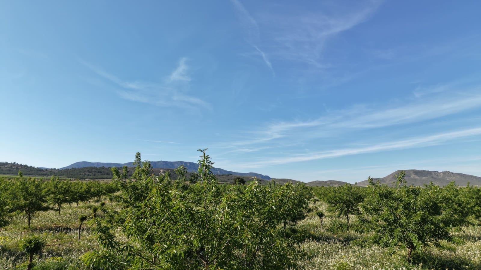 Terre non Aménagée à vendre à Yecla - 50 000 € (Ref: 10177615)