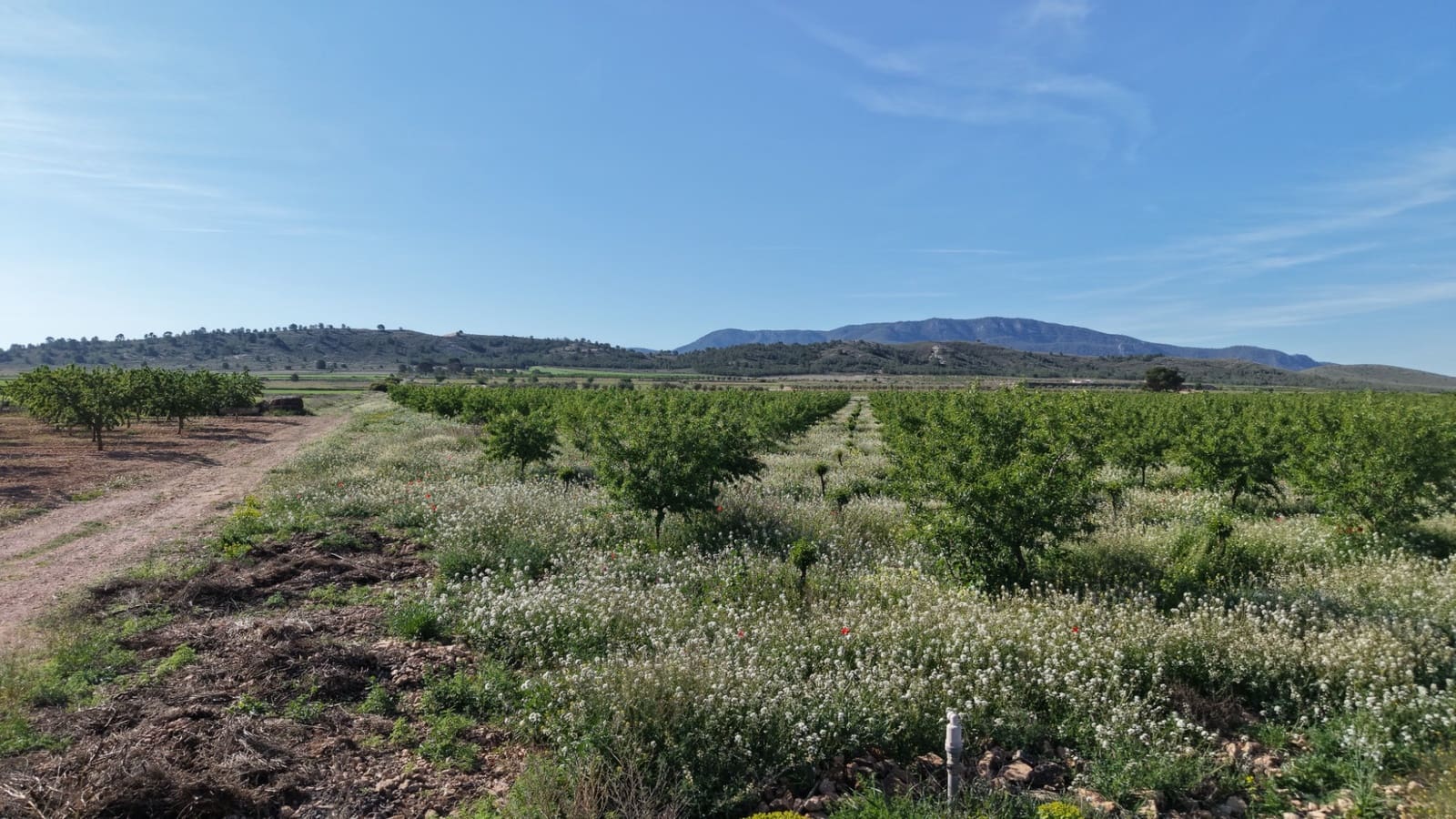 Terre non Aménagée à vendre à Yecla - 50 000 € (Ref: 10177615)