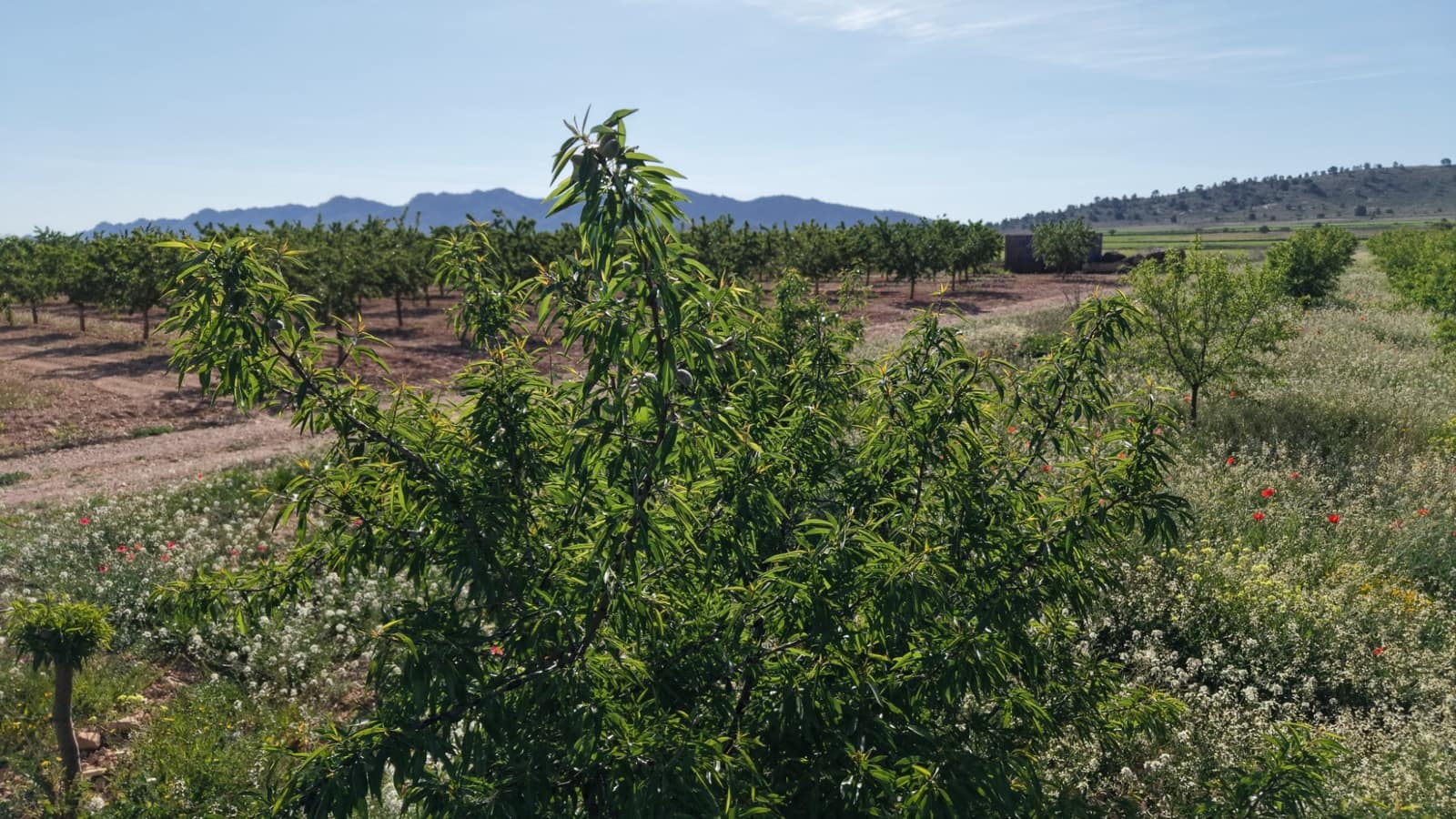 Terre non Aménagée à vendre à Yecla - 50 000 € (Ref: 10177615)