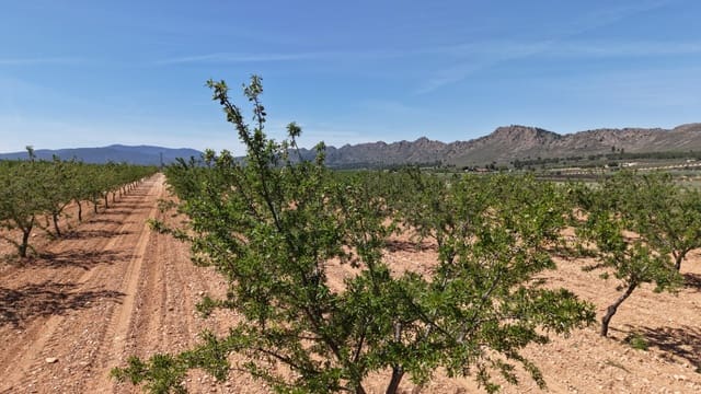 Terre non Aménagée à vendre à Yecla - 48 000 € (Ref: 10177617)