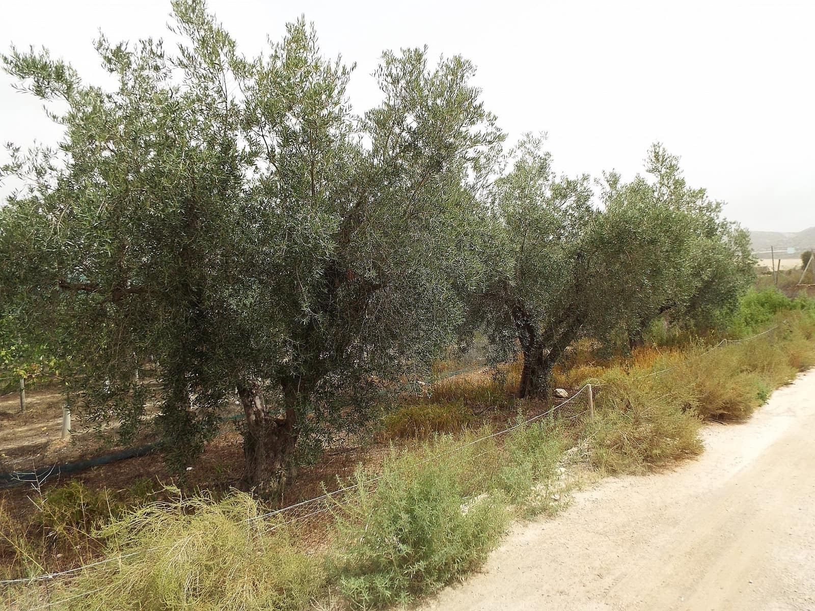 Ubebygd land til salgs i Monforte del Cid - € 26 000 (Ref: 7770614)