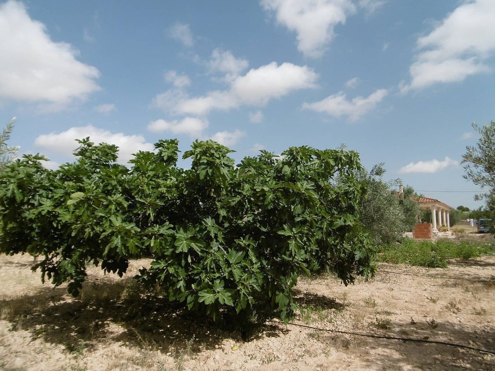 4 soveværelse Villa til salg i Yecla med garage - € 210.000 (Ref: 8520875)