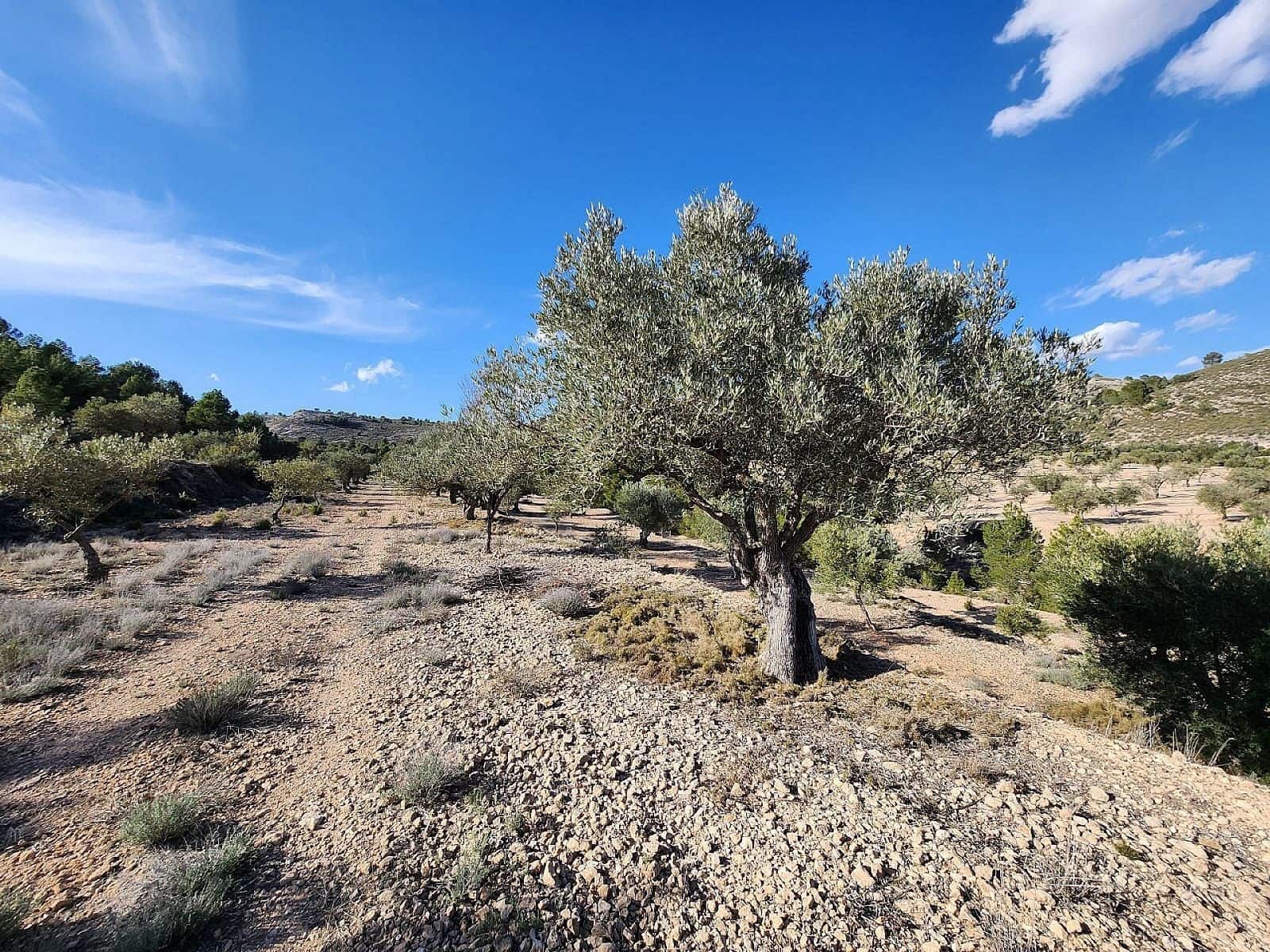 1 soveværelse Finca/Landehus til salg i Villena - € 56.500 (Ref: 8763687)
