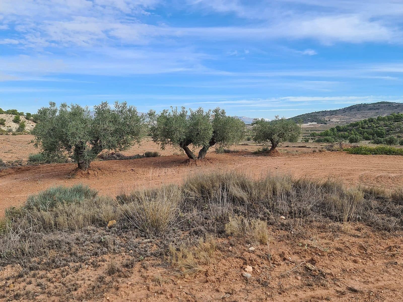 Undeveloped Land for sale in Pinoso - € 35,000 (Ref: 8864712)
