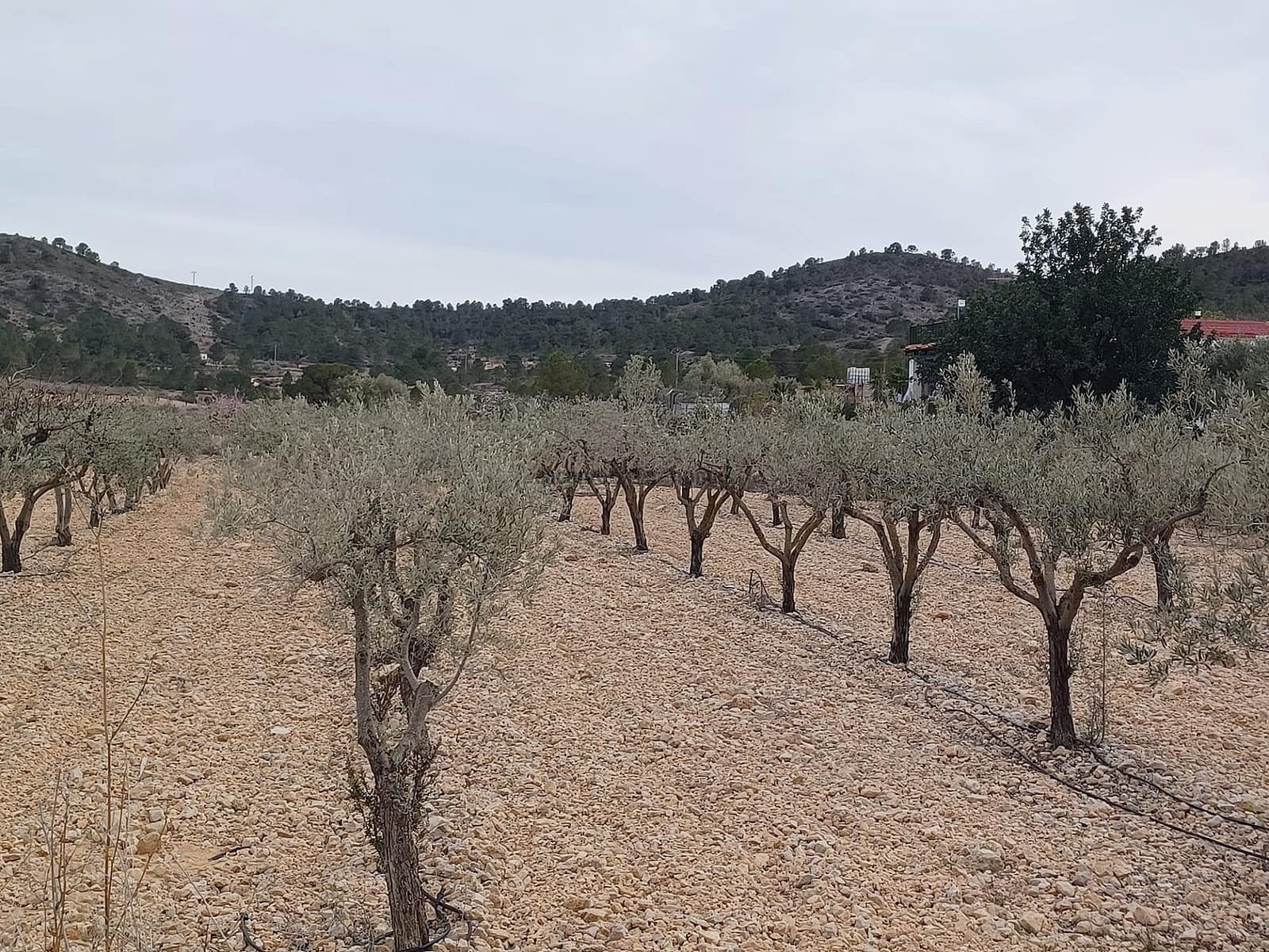 Undeveloped Land for sale in La Romana - € 22,000 (Ref: 8873150)