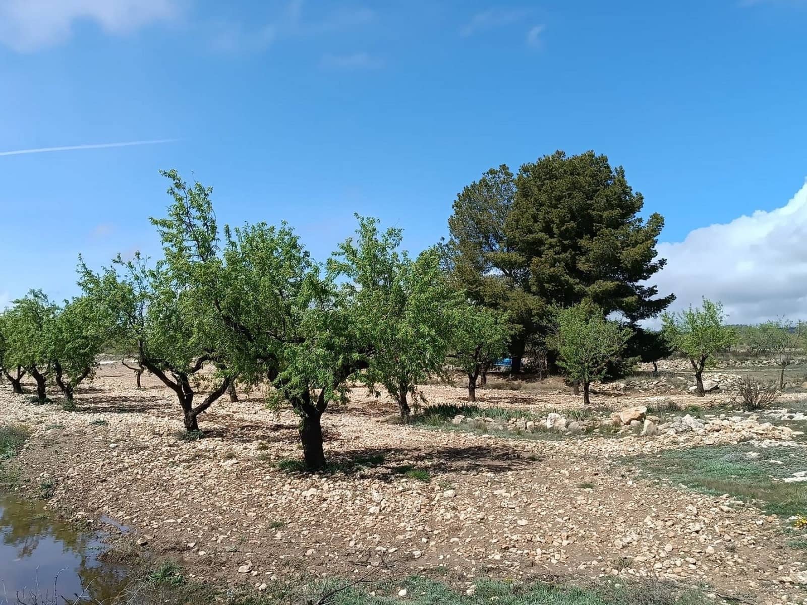 Rakentamaton maa myytävänä paikassa Yecla - 28 000 € (Ref: 8917763)