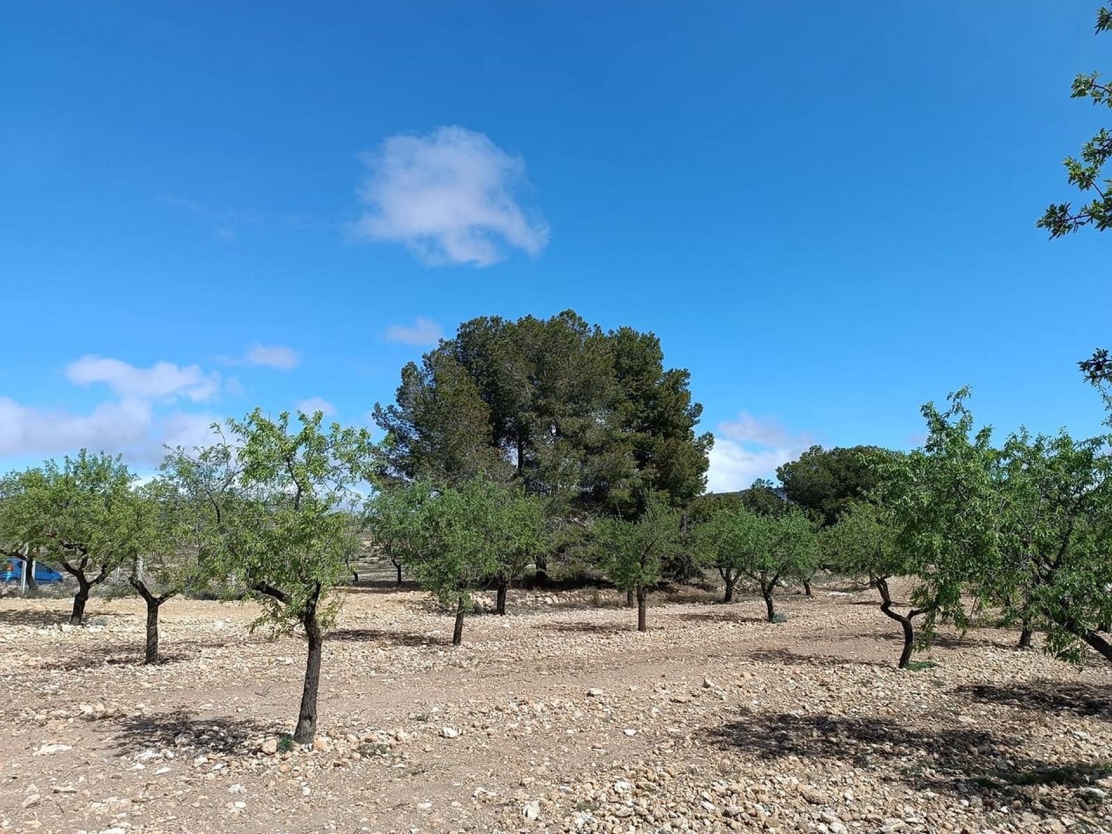 Rakentamaton maa myytävänä paikassa Yecla - 28 000 € (Ref: 8917763)