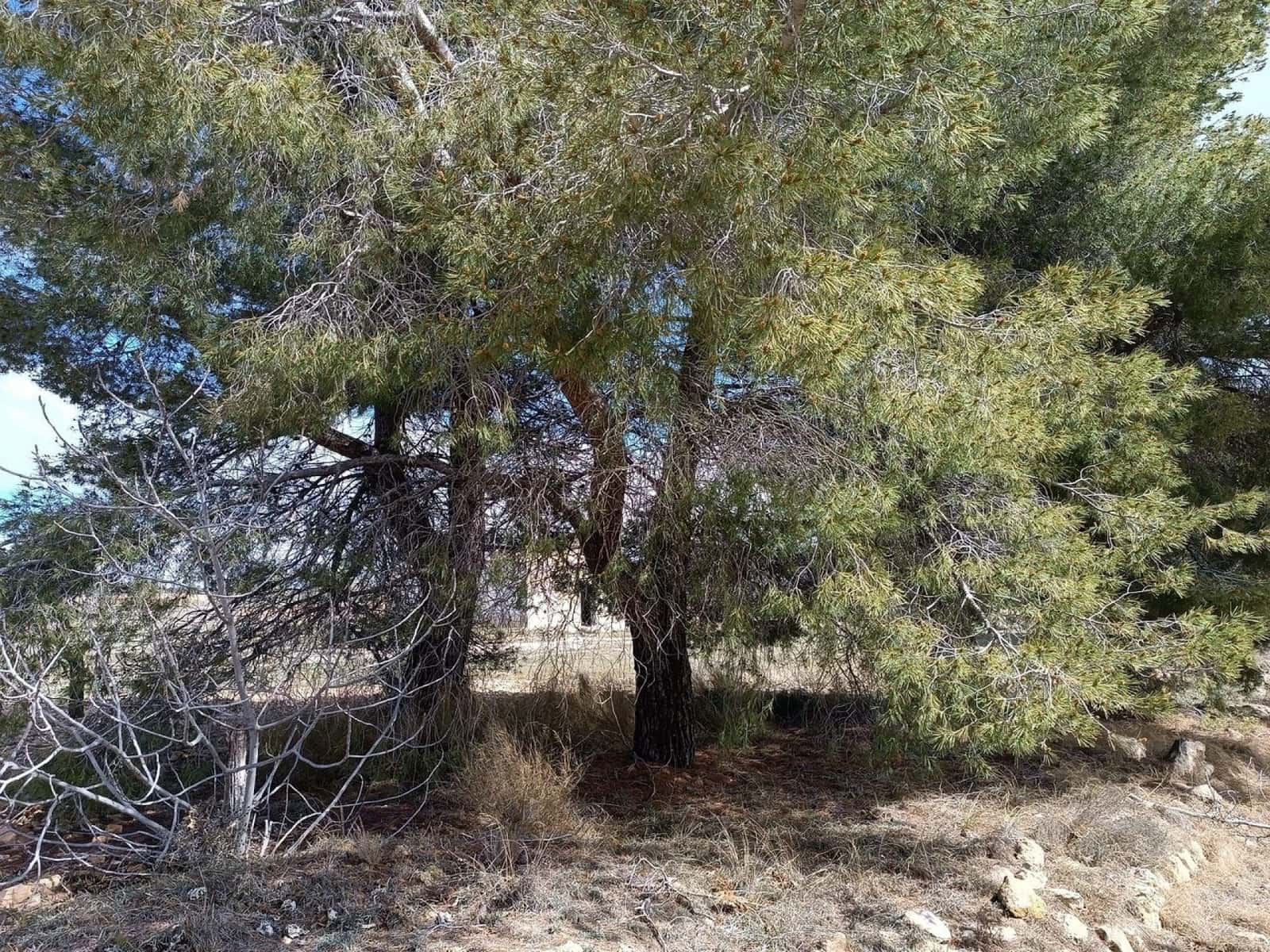 Rakentamaton maa myytävänä paikassa Yecla - 28 000 € (Ref: 8917763)