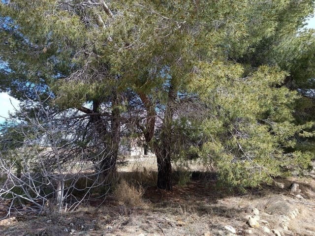 Rakentamaton maa myytävänä paikassa Yecla - 28 000 € (Ref: 8917763)