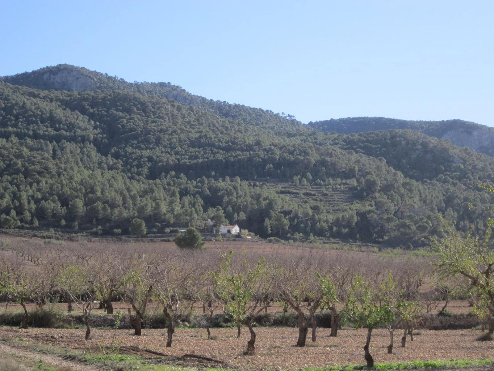 Grond te koop in Yecla - € 24.000 (Ref: 8952509)