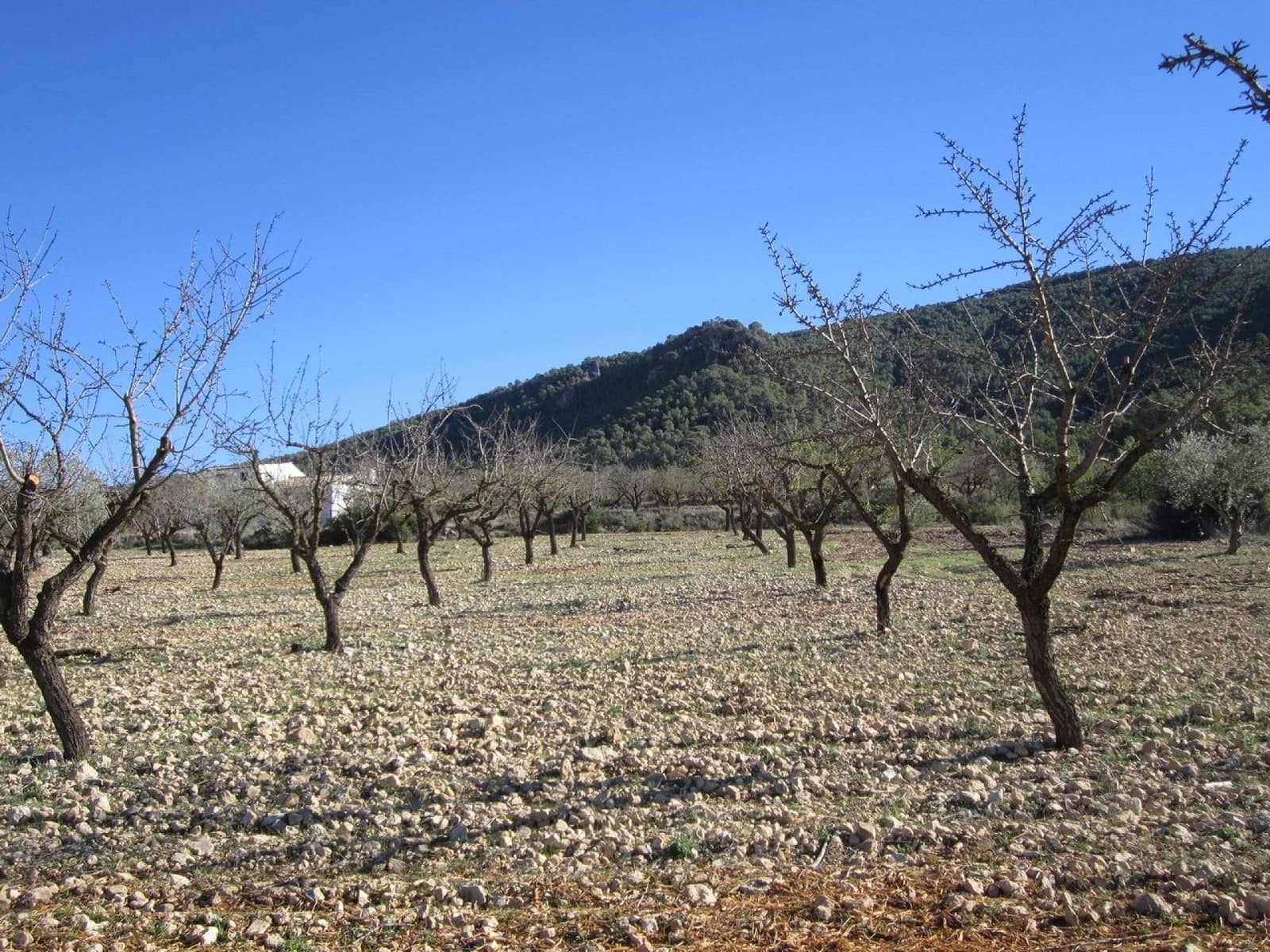 Grond te koop in Yecla - € 24.000 (Ref: 8952509)