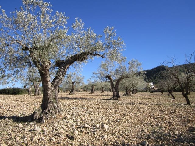 Grond te koop in Yecla - € 24.000 (Ref: 8952509)