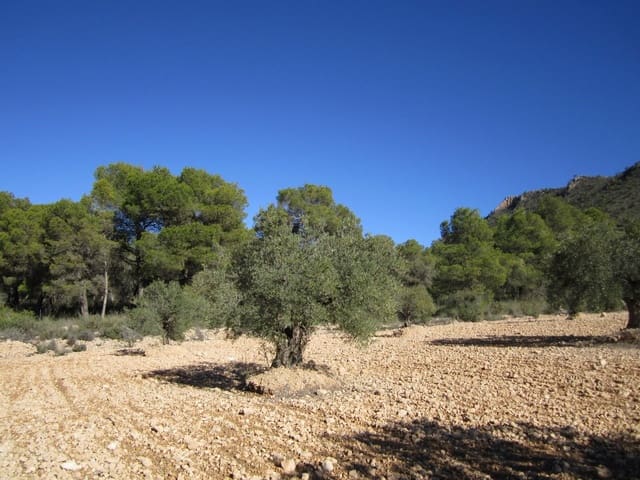 Mark till salu i Yecla - 10 000 € (Ref: 8952510)