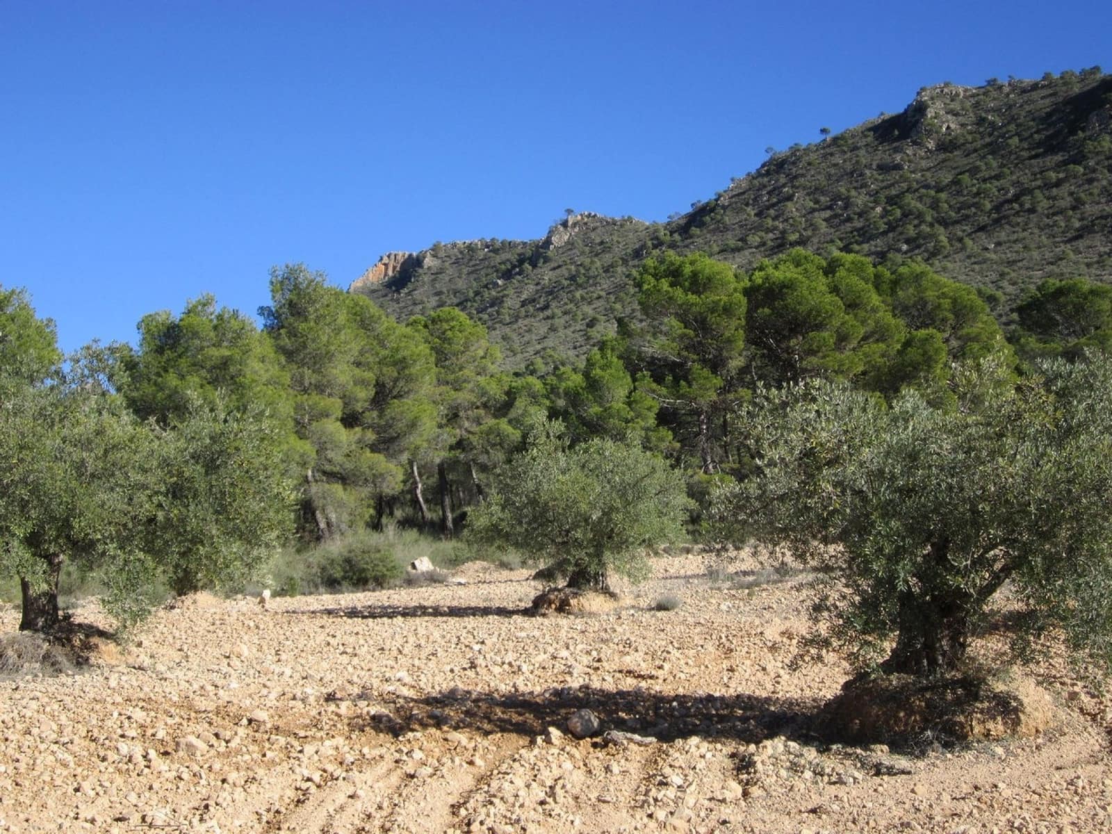 Grunde uden byggetilladelser til salg i Yecla - € 10.000 (Ref: 8952510)